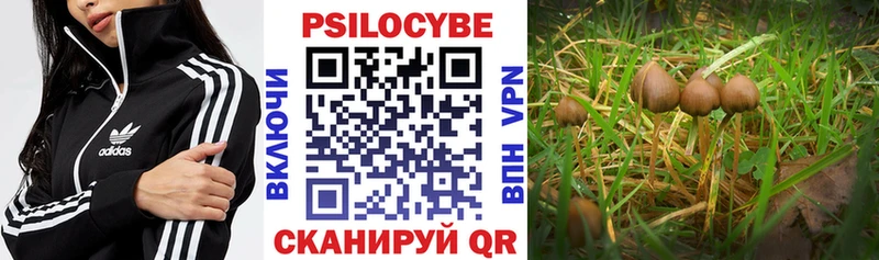 OMG маркетплейс  Тамбов  Псилоцибиновые грибы ЛСД 